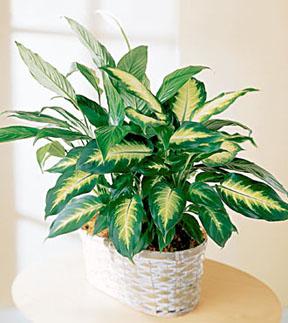 The FTD? Spathiphyllum and Dieffenbachia