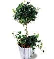 The FTD� Ivy Topiary