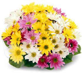 Mixed Daisy Bouquet - Wrapped