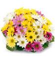 Mixed Daisy Bouquet - Wrapped