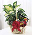 The FTD� Holiday Hospitality� Planter
