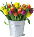 30 Stem Mixed Tulip Pail
